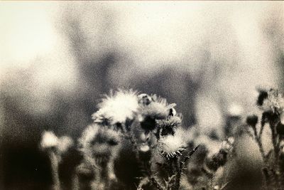 Close-up of flowers against blurred background