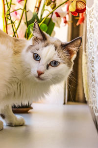 Close-up portrait of a cat at home