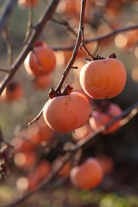 Close-up of orange fruit growing on tree
