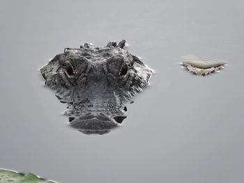 Close-up of turtle swimming in sea