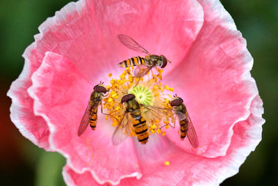 Close-up of hoverflies on pink poppy flower