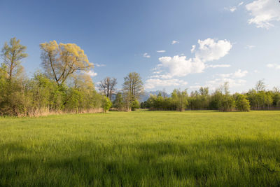 Scenic view of grassy field against sky