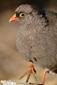 Close-up of red-billed spurfowl