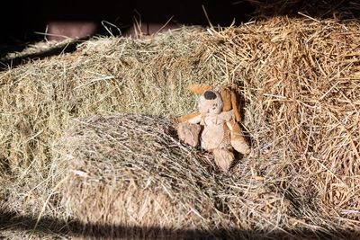 View of animal on dry grass