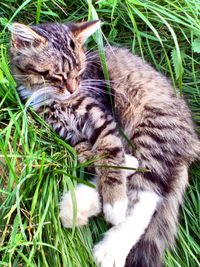 High angle view of cat