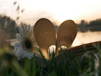 Heart shape book pages against sky during sunset