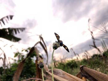 Close-up of bird on plant against sky