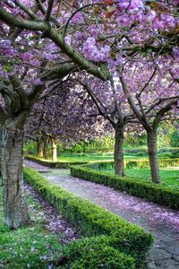 Flowers growing in park
