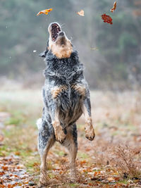 Australian cattle dog in action of catching falling autumn leaves. working breed, faithful dog