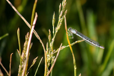 Close-up of insect on grass