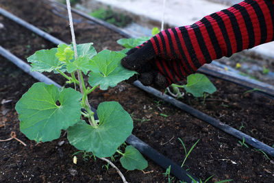 Close-up of hand holding leaf on field