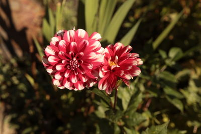 Close-up of pink flowering plant