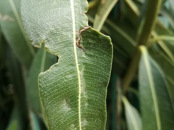 Close-up of insect on leaf