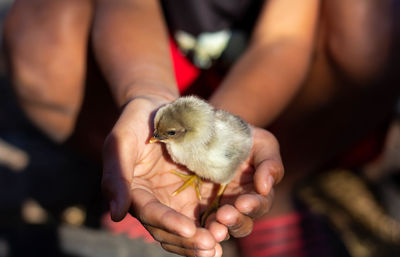 Close-up of a hand holding a bird