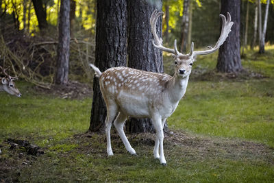 Deer standing in a forest