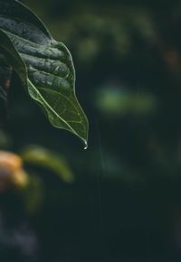 Close-up of water drop on leaf