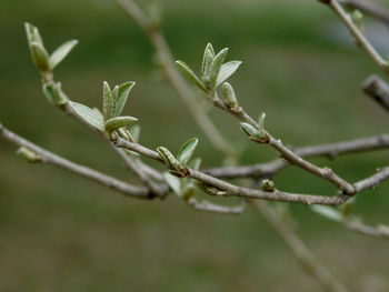 Close-up of plant