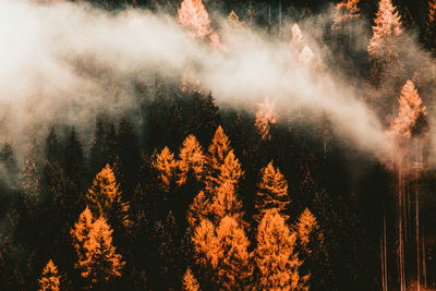 Trees in forest during autumn