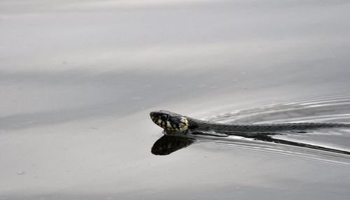 Close-up of horse swimming in sea