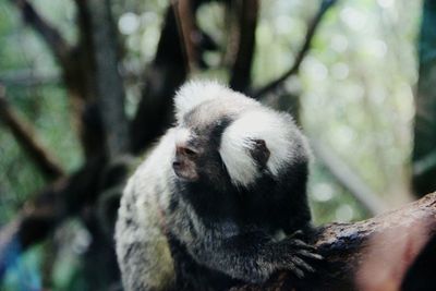Close-up of common marmoset on branch at zoo