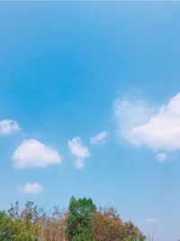 Low angle view of trees against blue sky