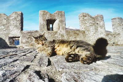 Cat on rock against sky