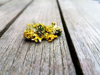 Close-up of yellow flower on wooden table