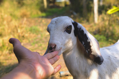 Close-up of hand feeding