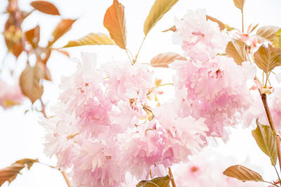 Close-up of pink cherry blossoms in spring