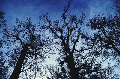 Low angle view of bare tree against blue sky