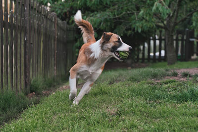 Dog running on field