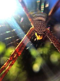 Low angle view of lizard on leaf