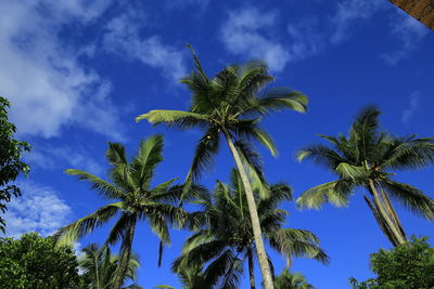 Low angle view of coconut palm tree against blue sky