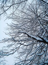 Low angle view of snow covered bare tree