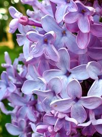 Close-up of purple flowering plant