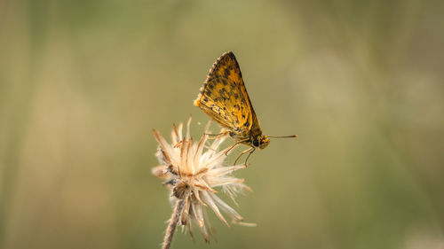 Close-up of butterfly pollinating on flower