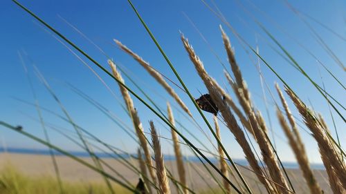 Low angle view of insect on land against sky