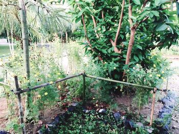 Plants and trees in park