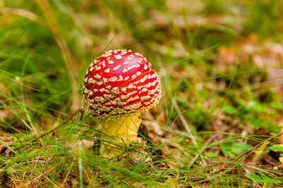 Fly agaric mushroom grows in a deep forest. natural background. close up photo