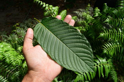 Close-up of hand holding leaves