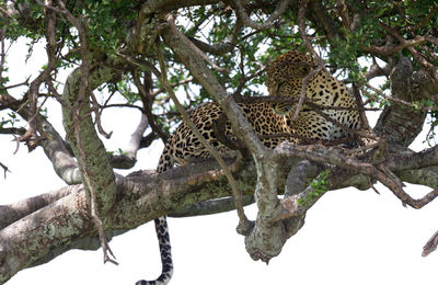 Cat relaxing in a tree