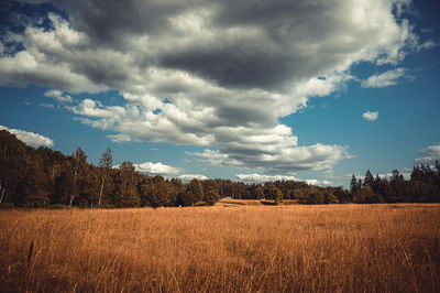 Scenic view of field against sky