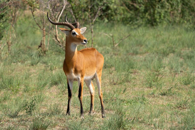 Uganda kob, kobus thomasi, national parks of uganda