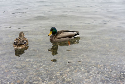 High angle view of mallard duck swimming in lake