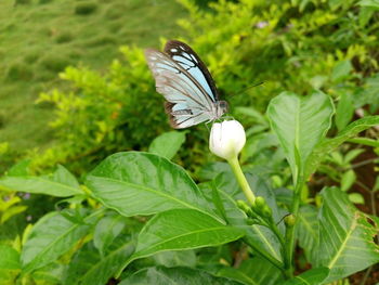 Close-up of butterfly on white flower