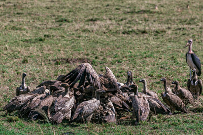 View of birds on grassy field
