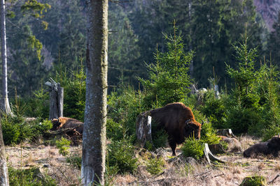 View of a horse in the forest