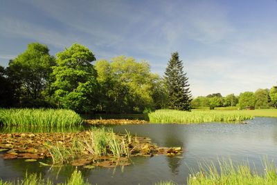 Scenic view of lake by trees against sky