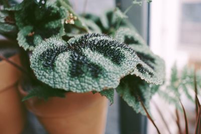 Close-up of young woman with christmas leaf on plant