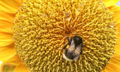 Close-up of bee on yellow flower